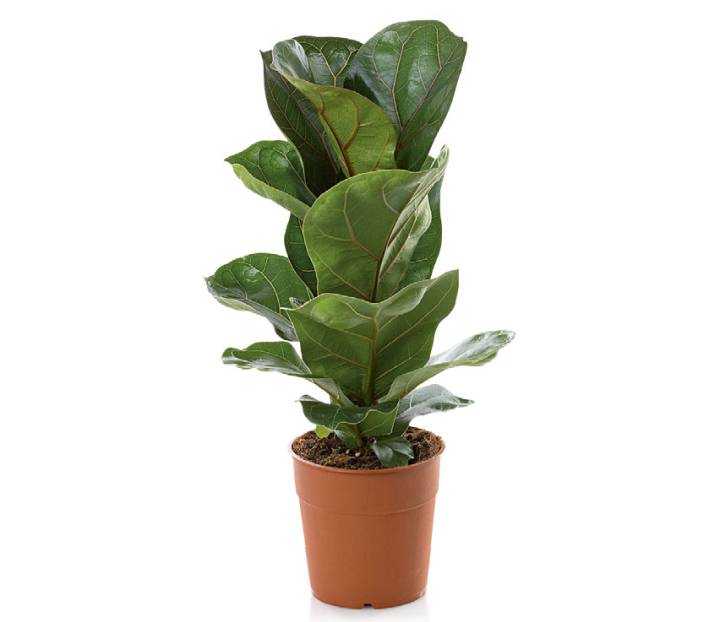 plantas ornamentais para sala