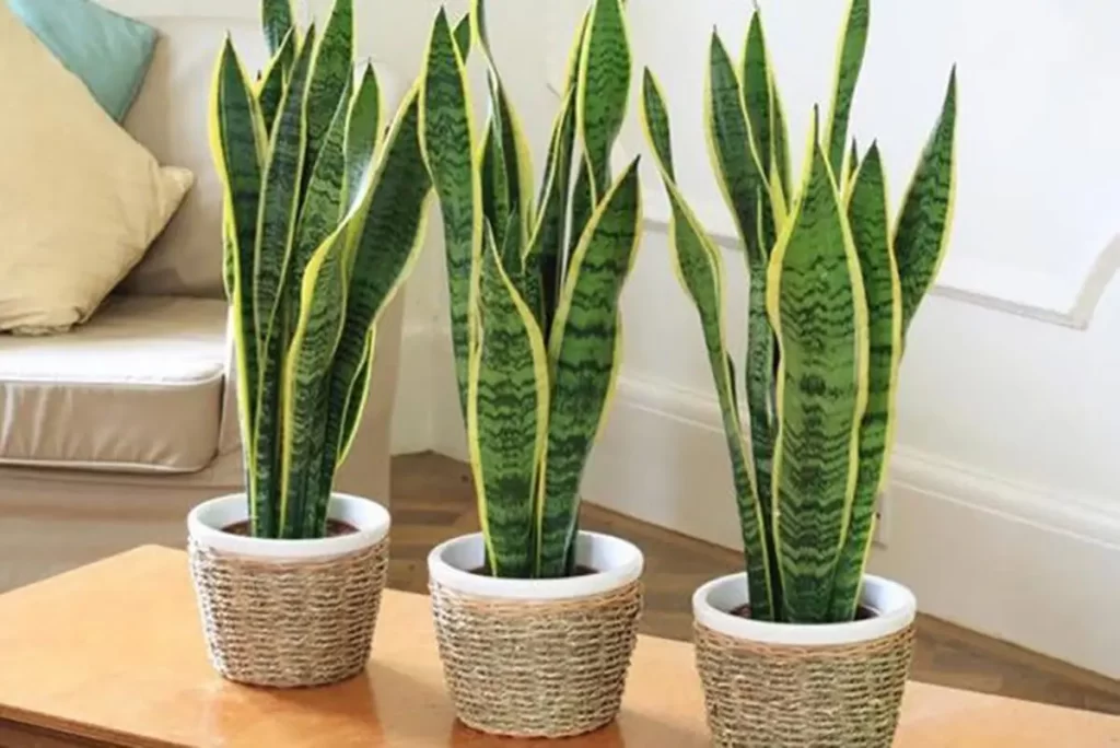 plantas fáceis de cuidar dentro de casa