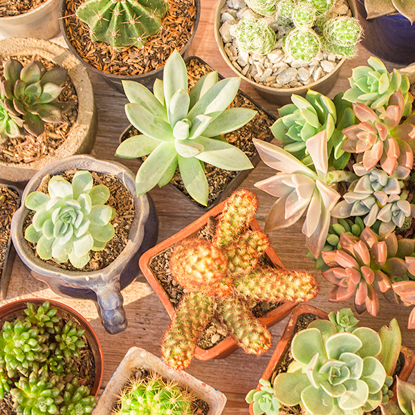 plantas para apartamento