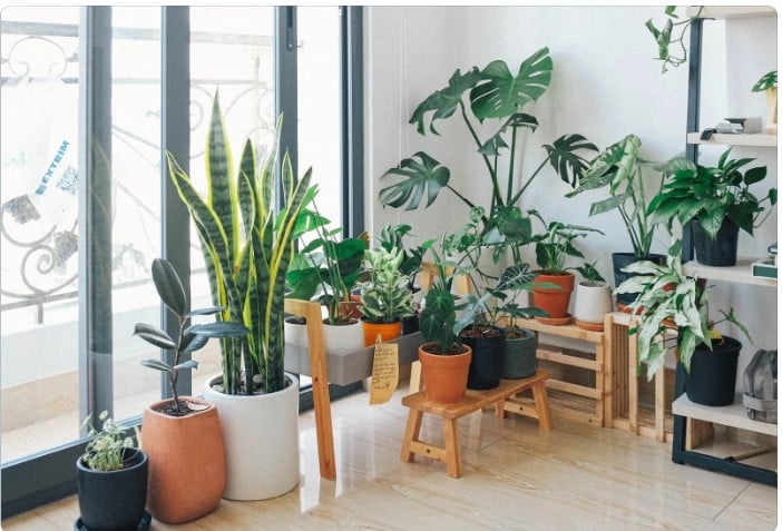 melhores plantas de interior para sala pequena