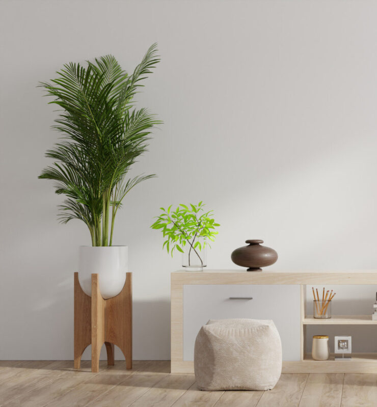 como fazer mudas de jiboia por estaca