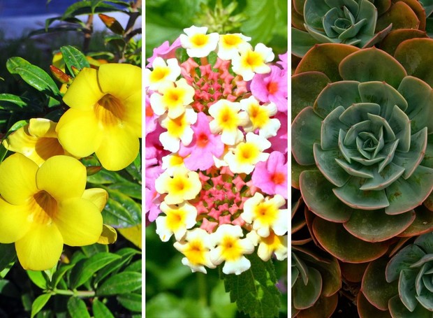 plantas de jardim