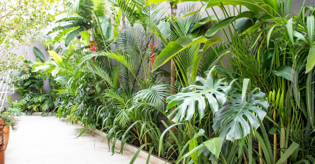 ideias de plantas para jardim com pouco sol