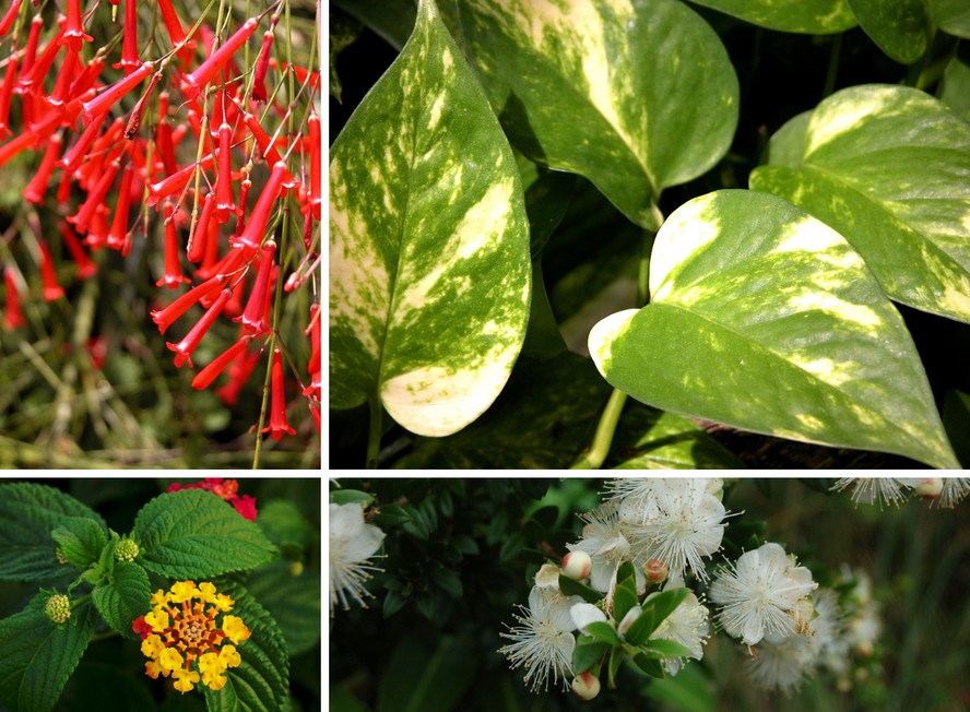 plantas para sol forte