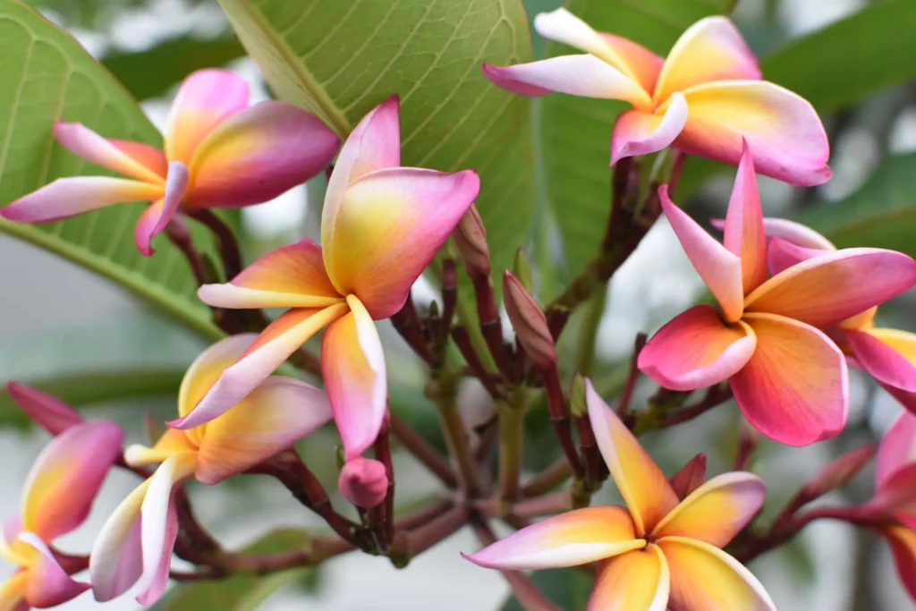 plantas de sol pleno com flores