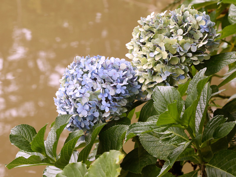erros comuns ao plantar flores de sol pleno