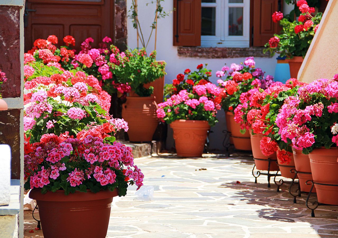 plantas de sol pleno para varandas pequenas