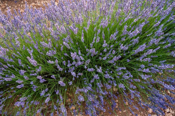 plantas de sol pleno com flores