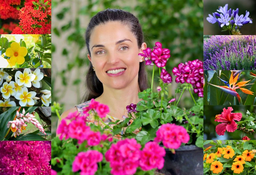 erros comuns ao plantar flores de sol pleno