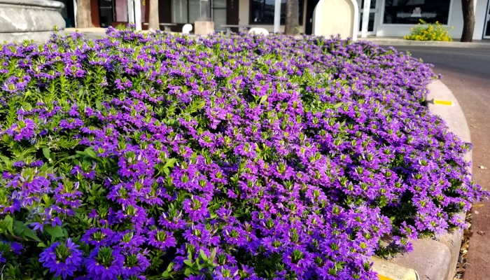 erros comuns ao plantar flores de sol pleno