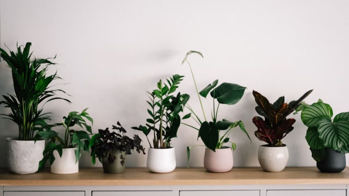 melhores plantas de sombra para sala pequena
