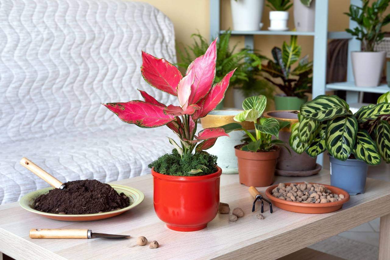 plantas de interior para sala escura