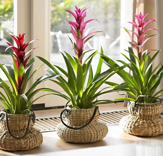 plantas de interior para sala escura