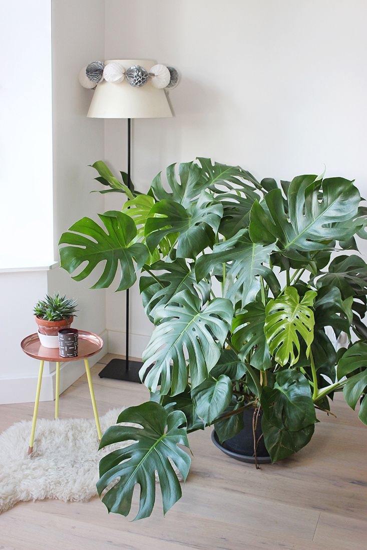 melhores plantas para ambientes com pouca luz