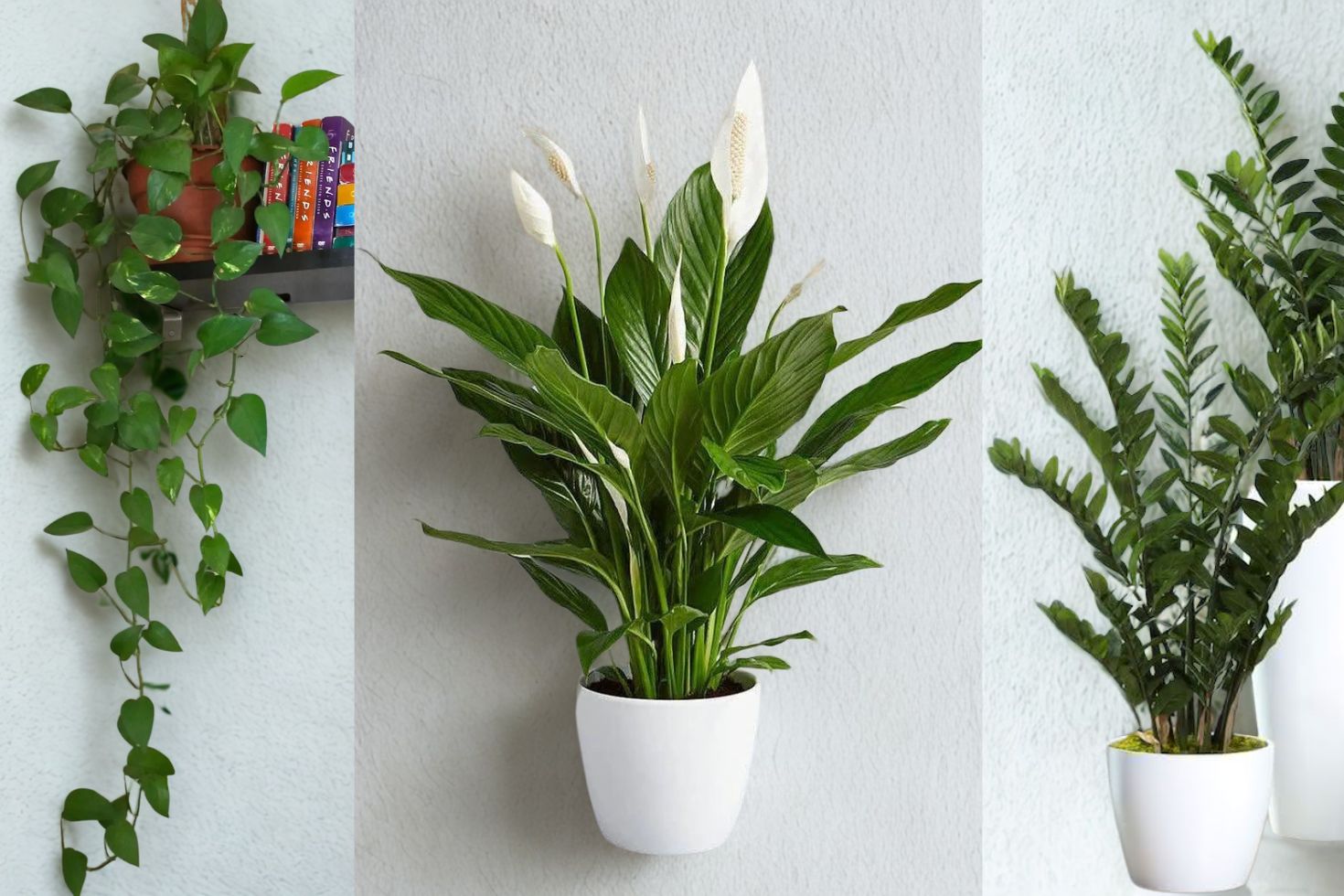 plantas que não precisam de sol direto para sala