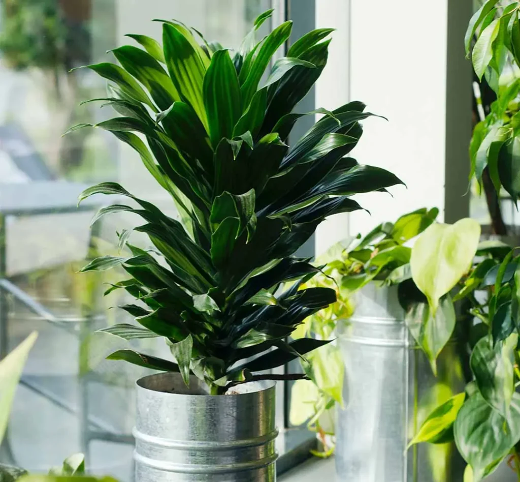 plantas de sombra fáceis de cuidar