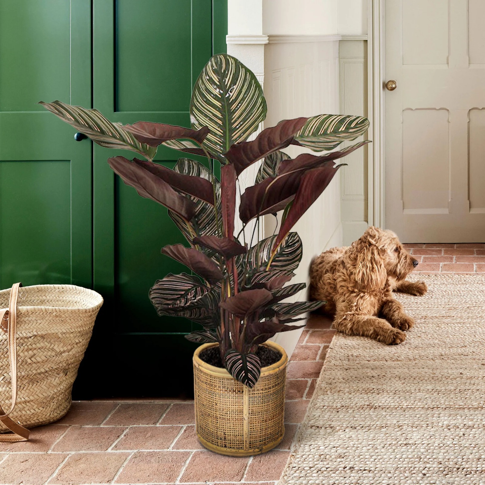 plantas decorativas para sala com pouca iluminação