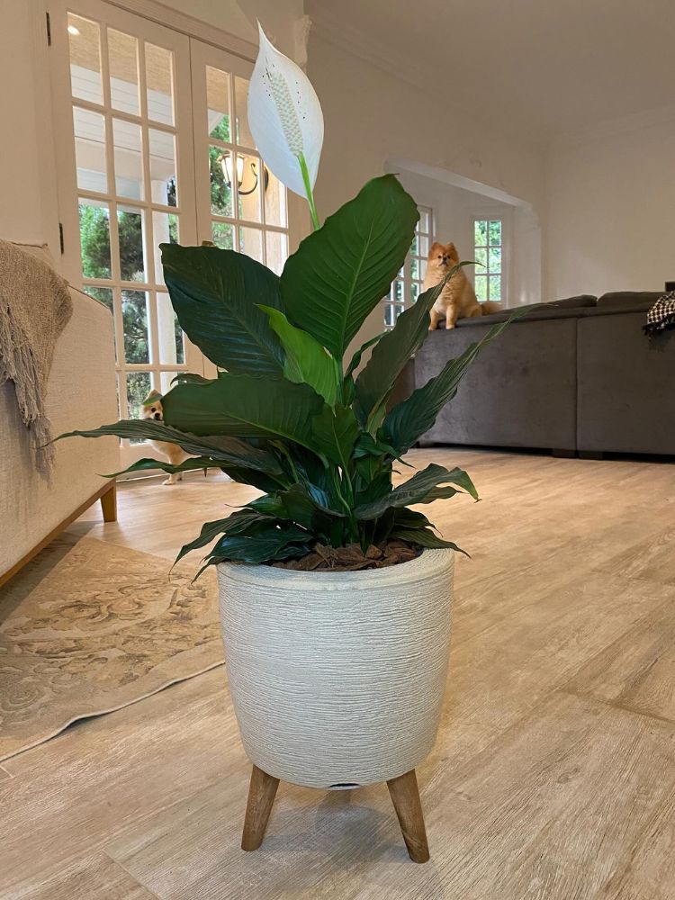 plantas para apartamento com pouca luz natural