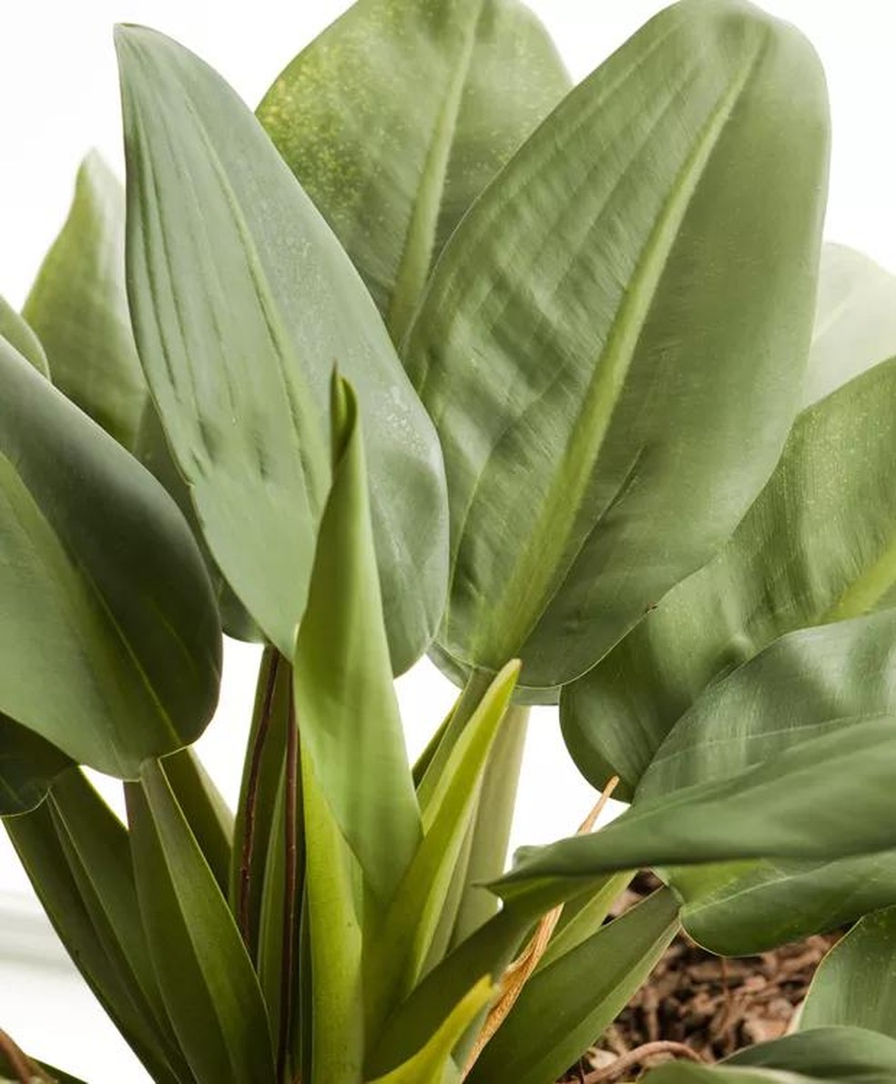 plantas que purificam o ar e gostam de sombra