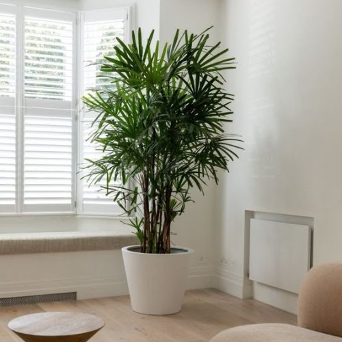 plantas pendentes para sala com pouca luz