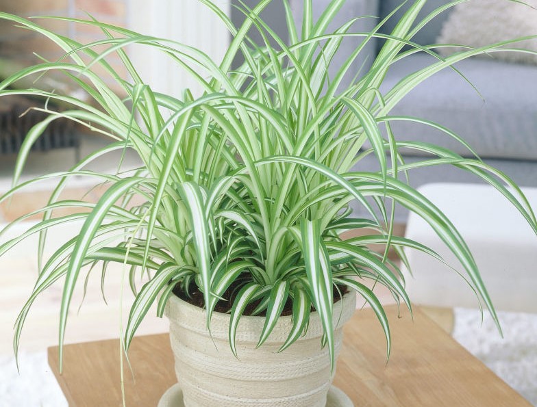 plantas de baixa manutenção para sala