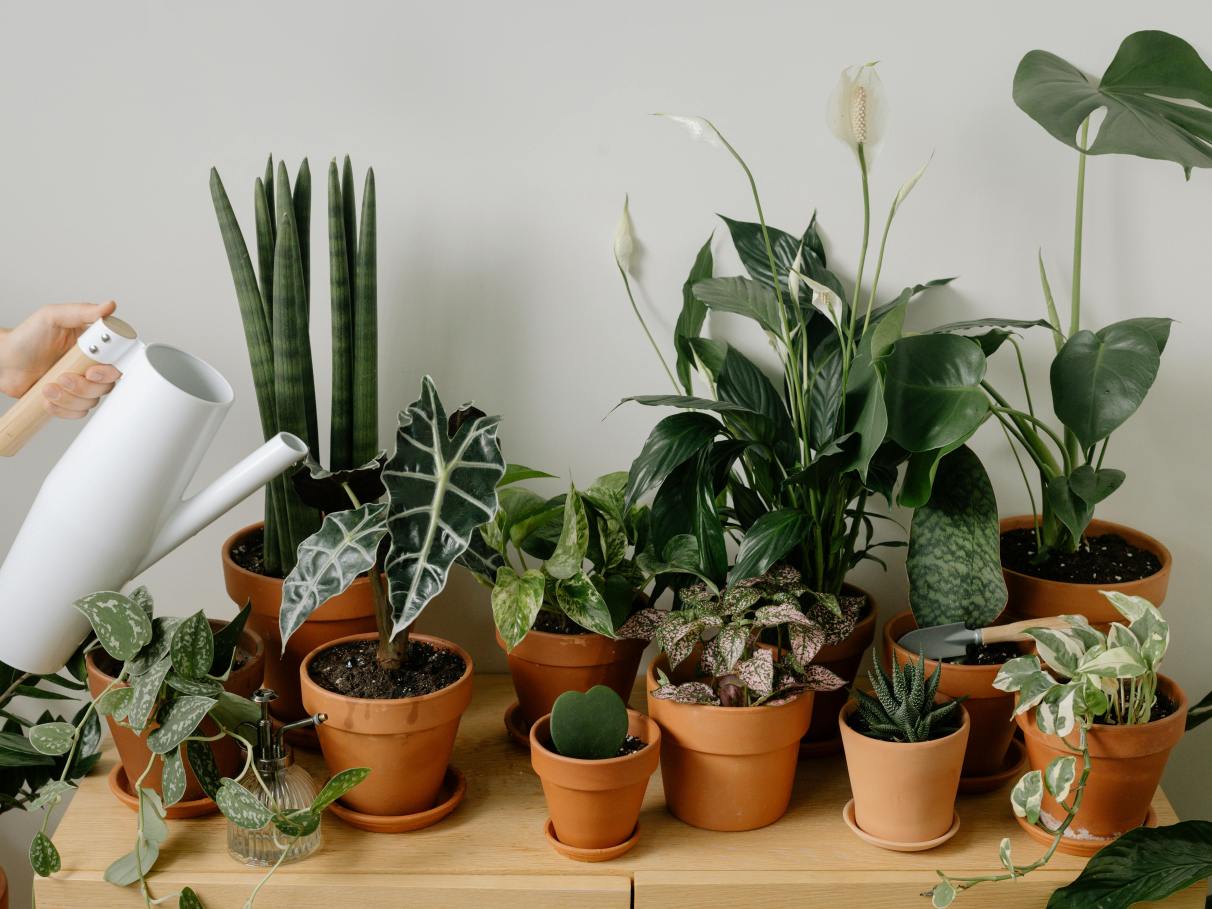 plantas de interior para sala escura
