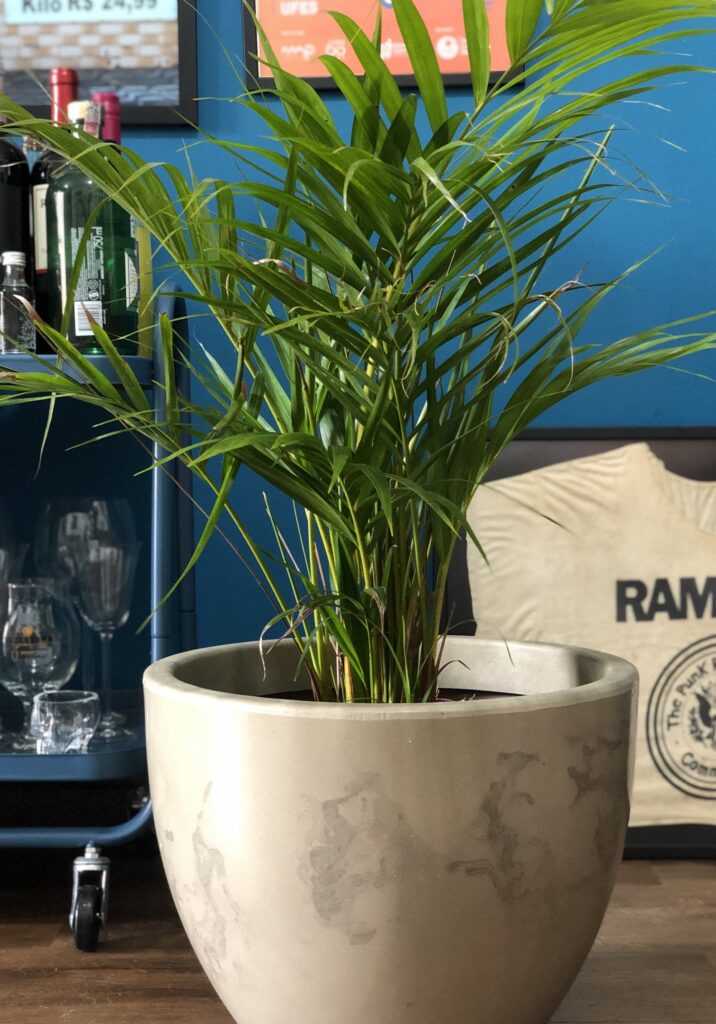melhores plantas para ambientes com pouca luz
