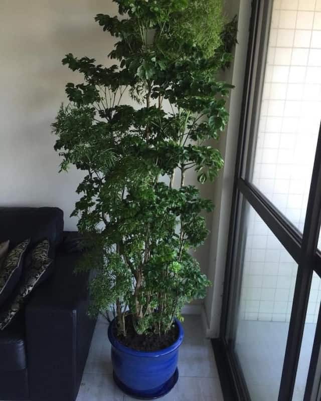 plantas que não precisam de sol direto para sala