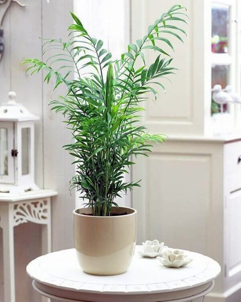 plantas para apartamento com pouca luz natural