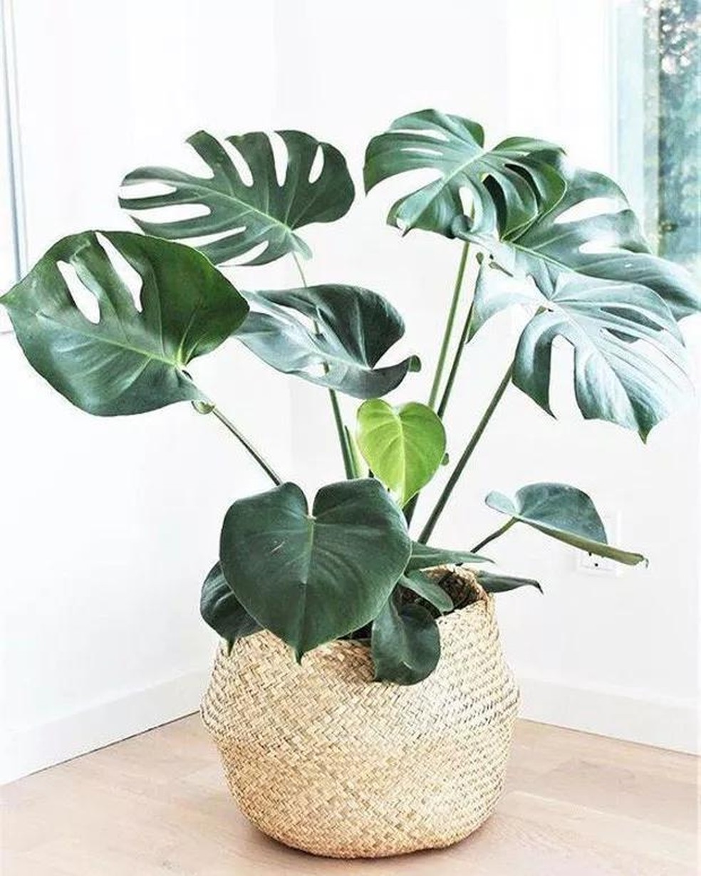plantas pendentes para sala com pouca luz
