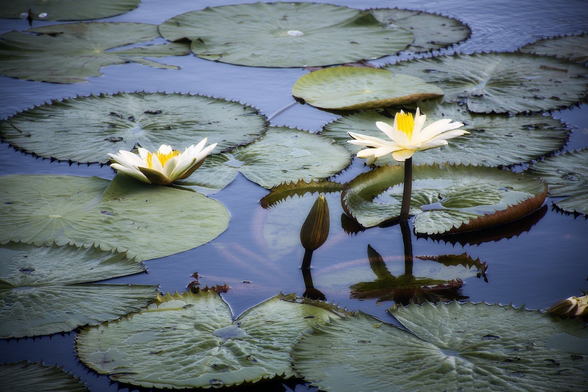 plantas medicinais pantanal
