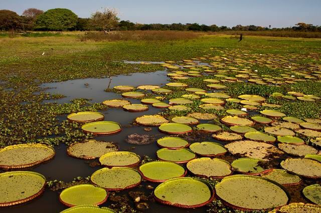 flora aquática pantanal