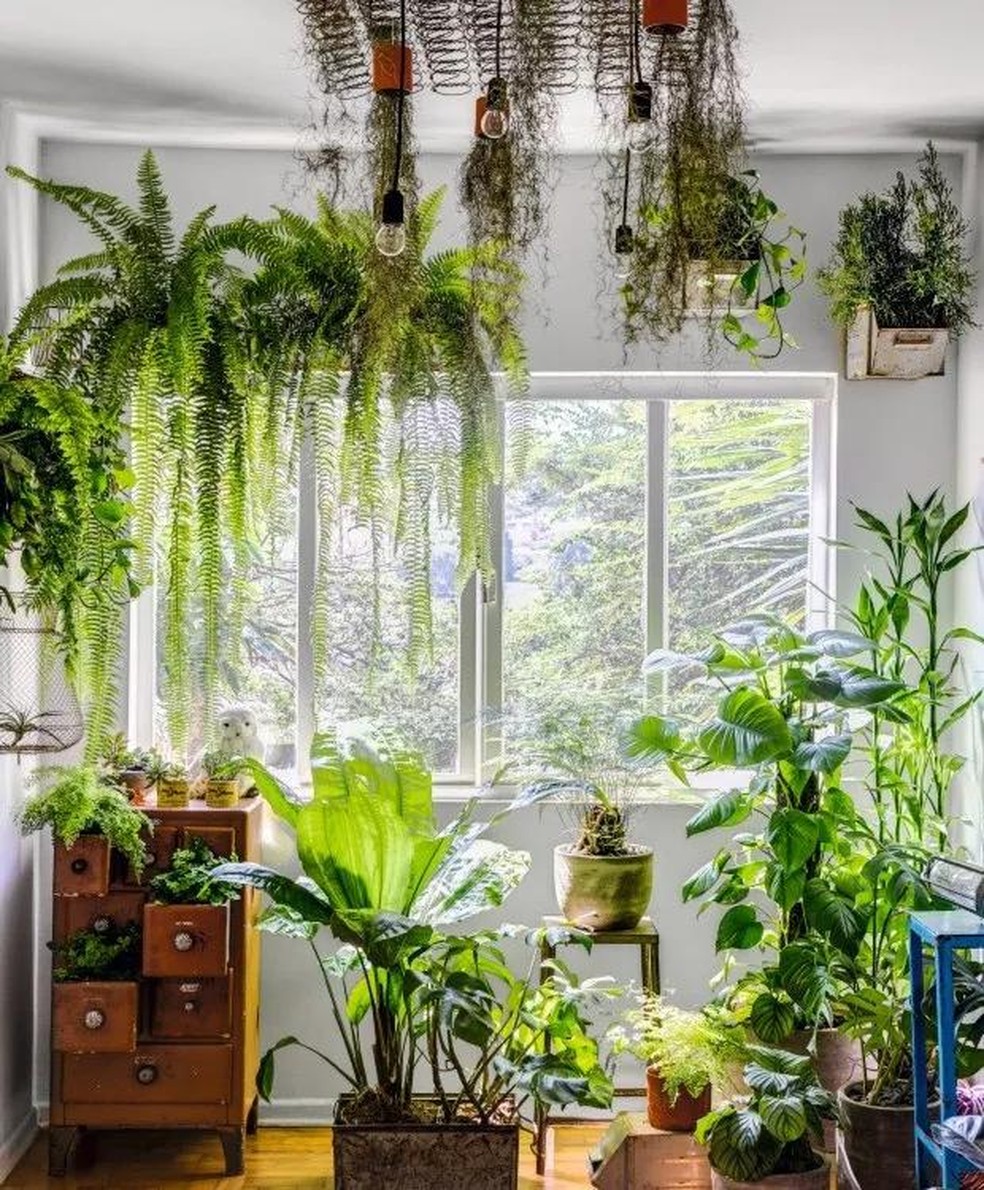 plantas em casa