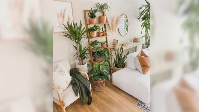 plantas fáceis de cuidar para iniciantes em casa