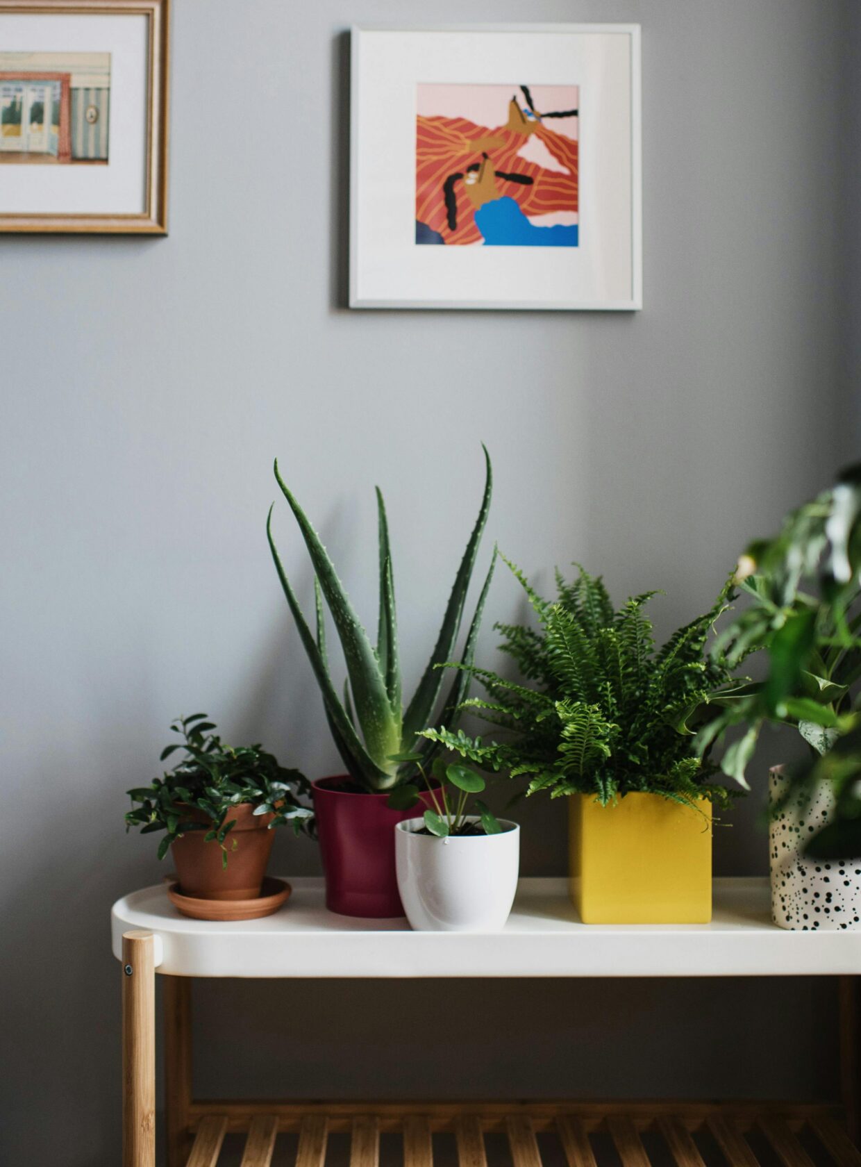 plantas que purificam o ar do quarto