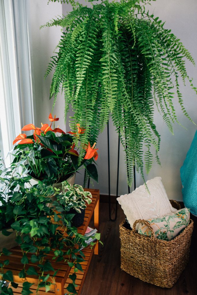 erros comuns ao cuidar de plantas de interior