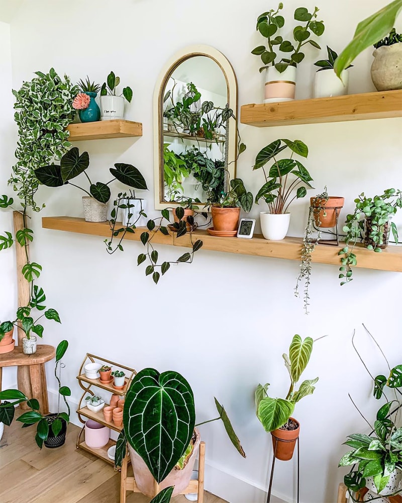plantas que purificam o ar do quarto