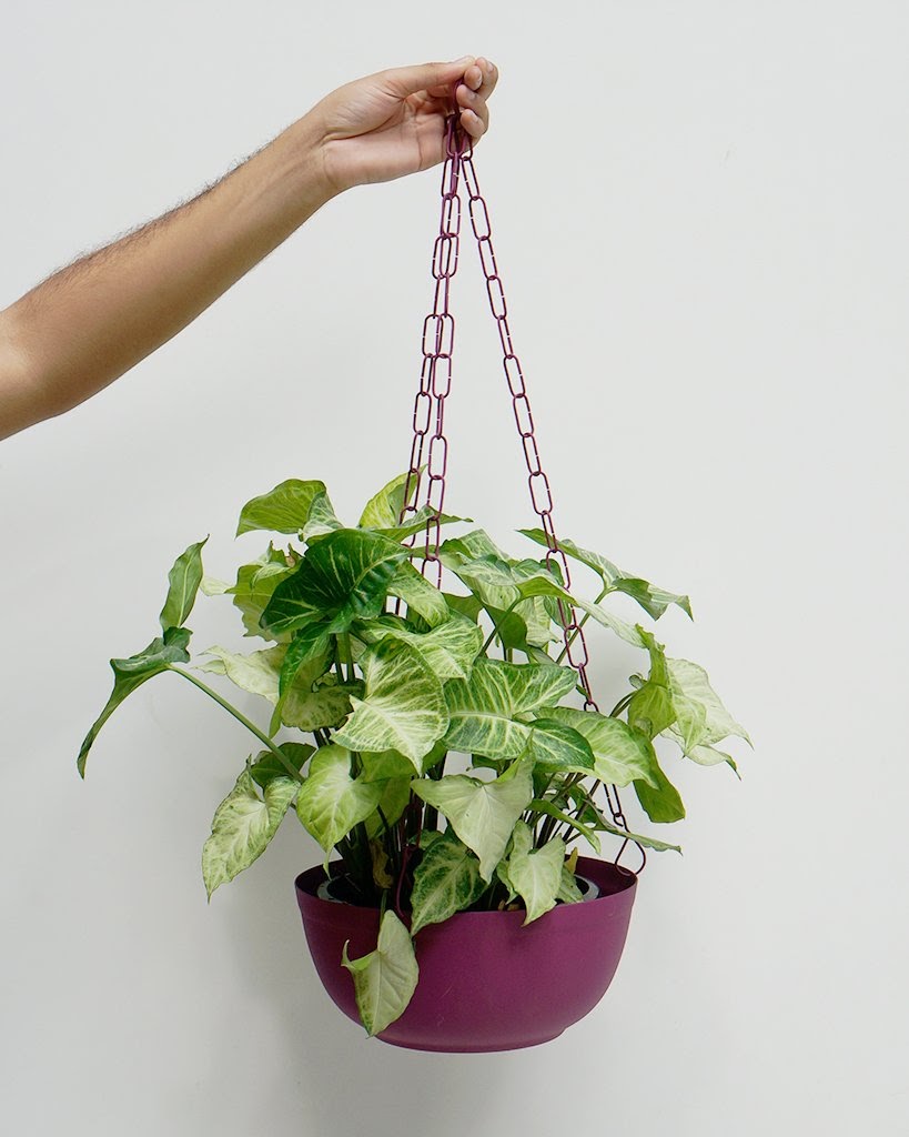 erros comuns ao cuidar de plantas de interior