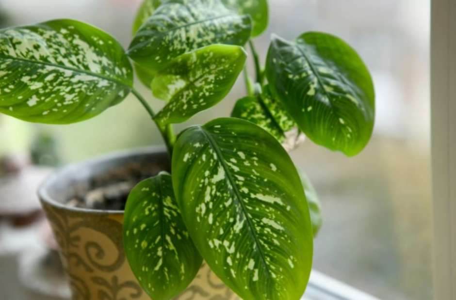 plantas de interior famosas