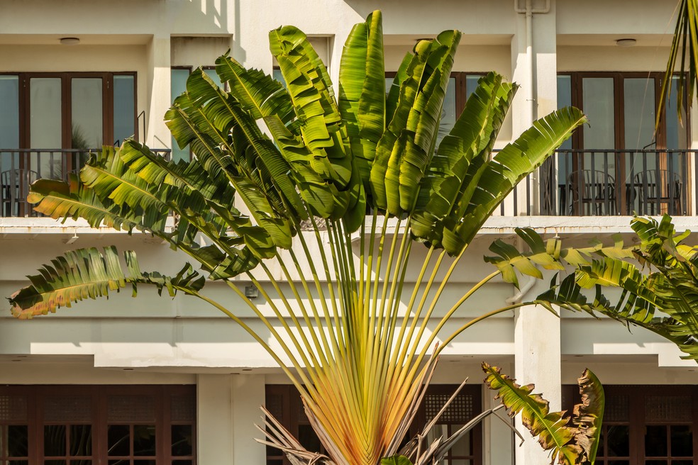 plantas para calçada