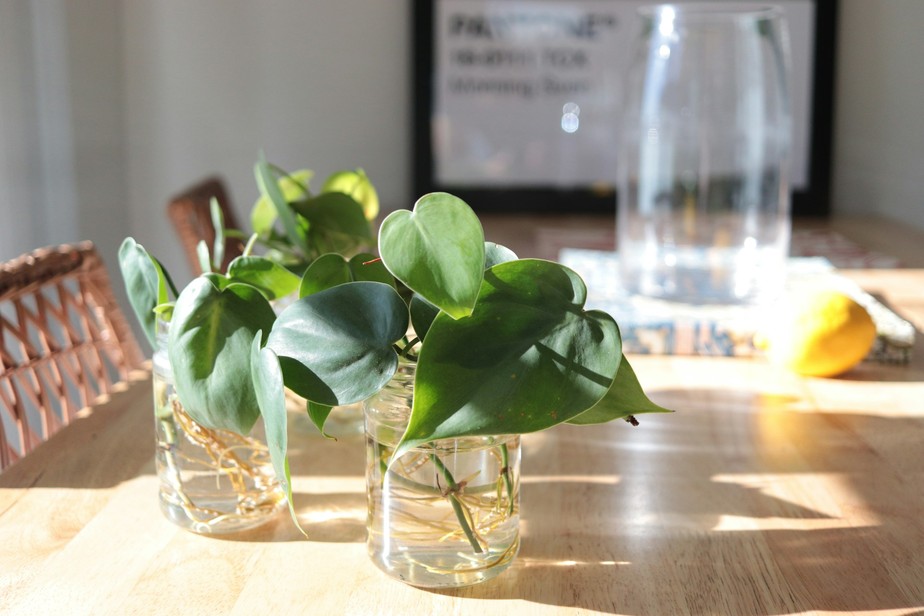 plantas hidroponicas