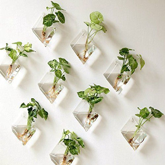 plantas hidropônicas fáceis de cultivar em casa