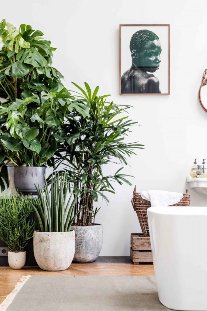 plantas fáceis de cuidar para banheiro