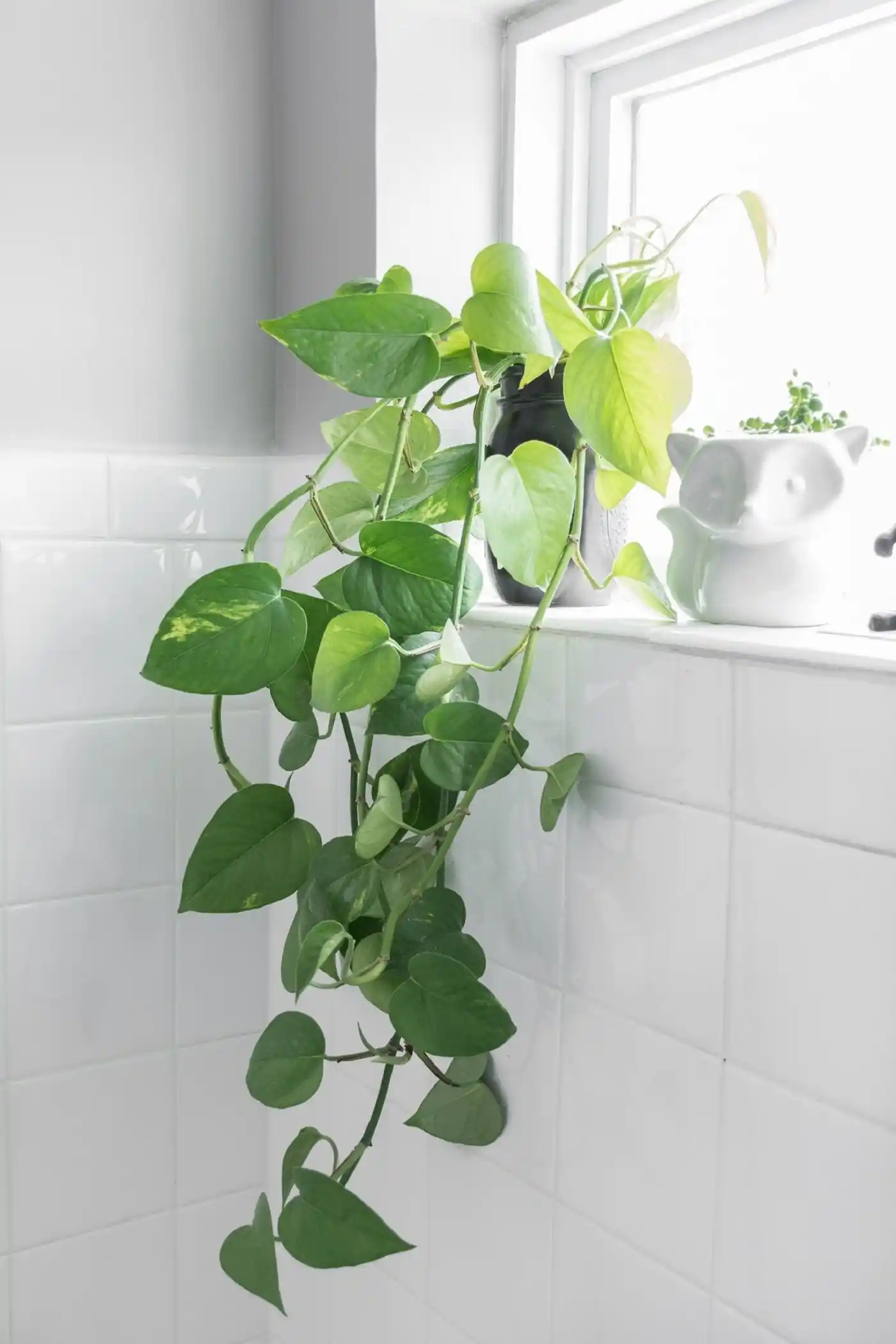 cuidados com plantas em banheiro