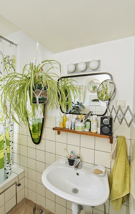 plantas que sobrevivem com pouca luz