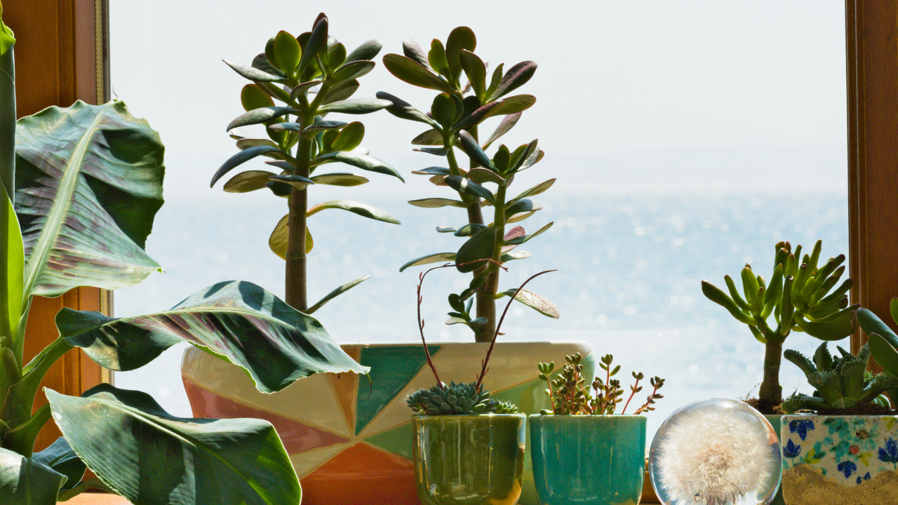 plantas de interior vs plantas externas