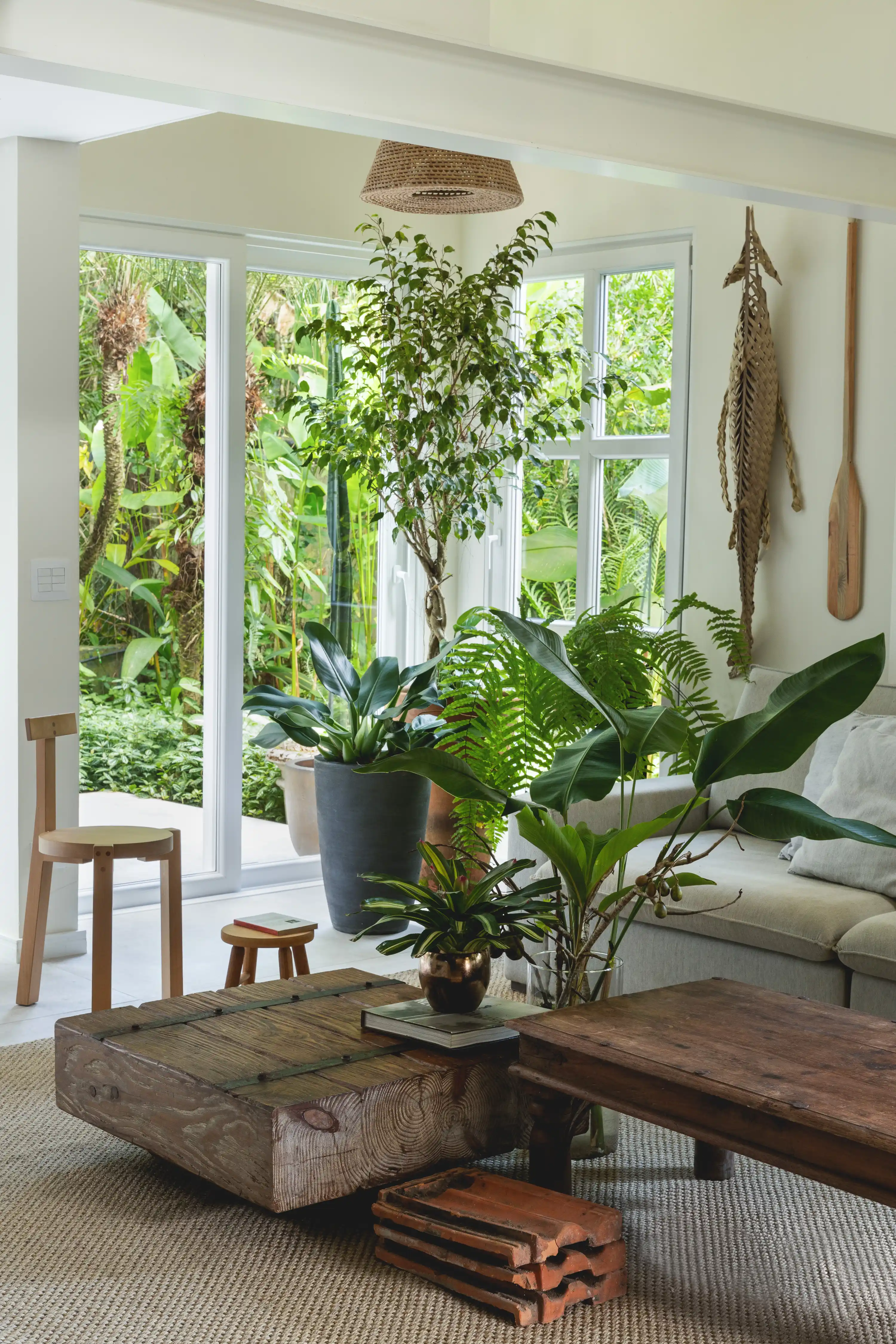 plantas para sala com pouca luz