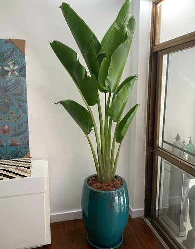plantas ornamentais para sala