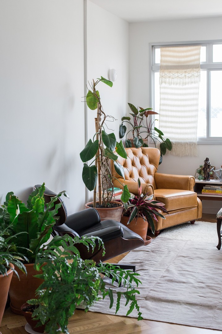 plantas de interior para sala
