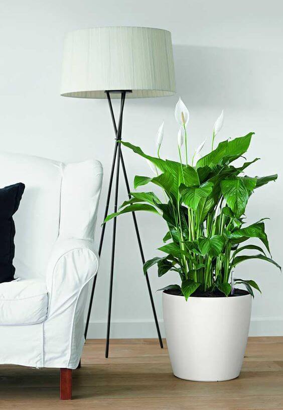 plantas que não precisam de sol na sala
